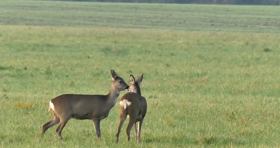A graceful deer grazing peacefully in the open landscape of Richmond Park. Natural wildlife scene captured in soft daylight, showcasing free-roaming deer in one of London’s most famous royal parks. Ideal for nature themes, urban wildlife concepts, travel visuals, conservation projects, and serene countryside imagery.