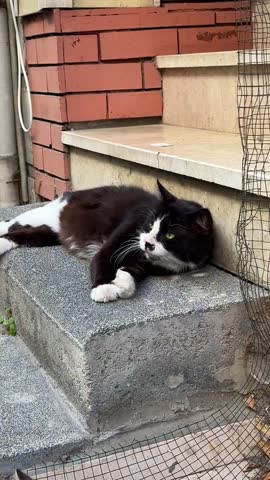 Black and White Istanbul Cat Slapping its Tail on a Stoop (Istanbul, Turkey)