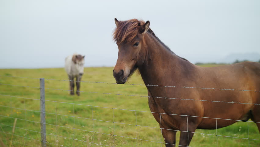 Icelandic horse standing in green pasture behind wire fence
