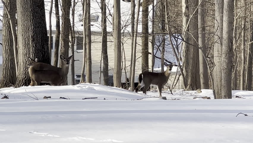 3 deers in the backyard covered with snow after the snow storm in winter