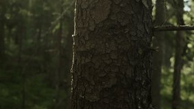 Close-up of a human hand gently touching the rough bark of tree trunk in peaceful forest. Concept of connecting with nature, mindfulness, sustainability and mental wellbeing - Powered by Shutterstock - Get 15% off with code: PIKWIZARD15