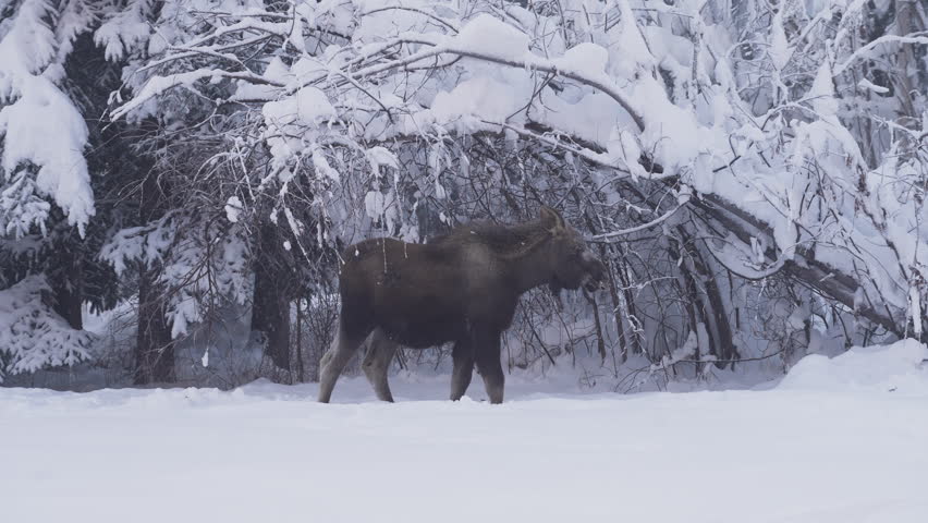 Wild moose cub in snow in Fairbanks, Alaska USA