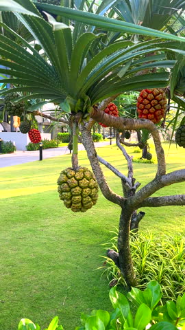 Pandanus tree. Pandanus fruit on tropical tree. Tropical fruit of pandanus tree. Pandan tropical fruit in green and orange color on palm tree. Onamental plant in tropical garden near hotel park.