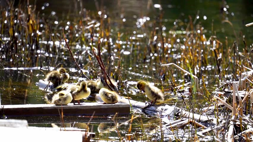 Duck with ducklings on the pond