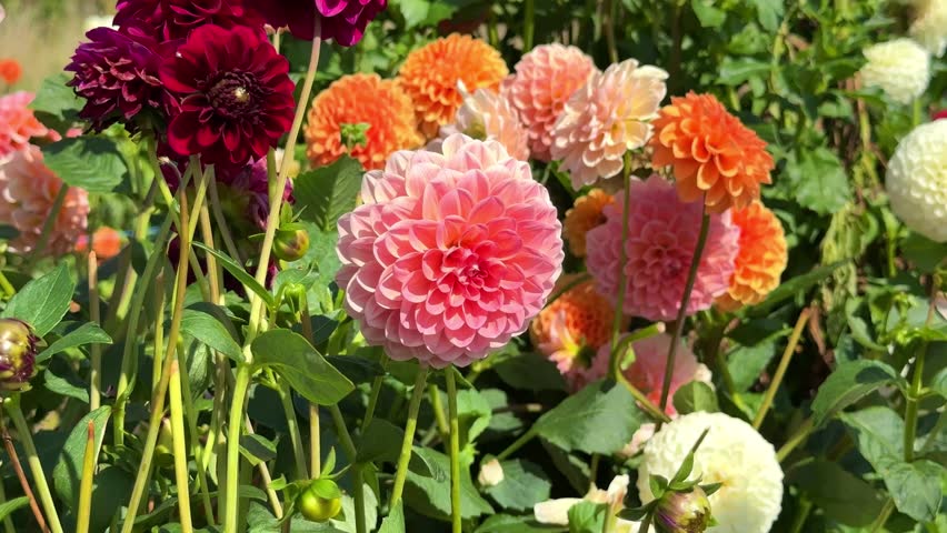 Many Dahlia flowers in rustic garden in sunlight background.