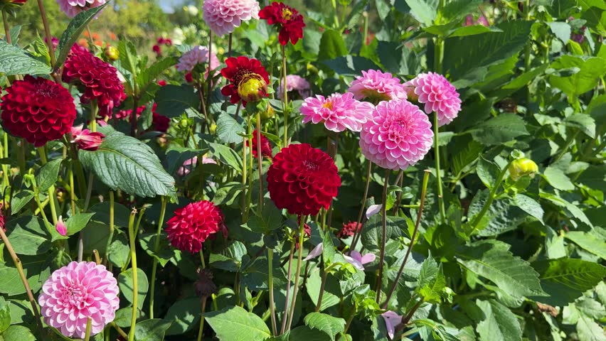Many Dahlia pink red flowers in rustic garden in sunlight background.