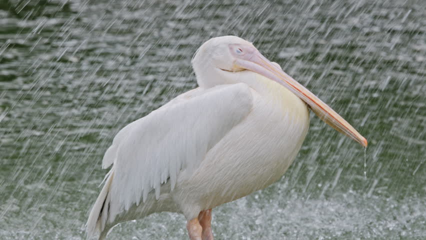 a white pelican next to water