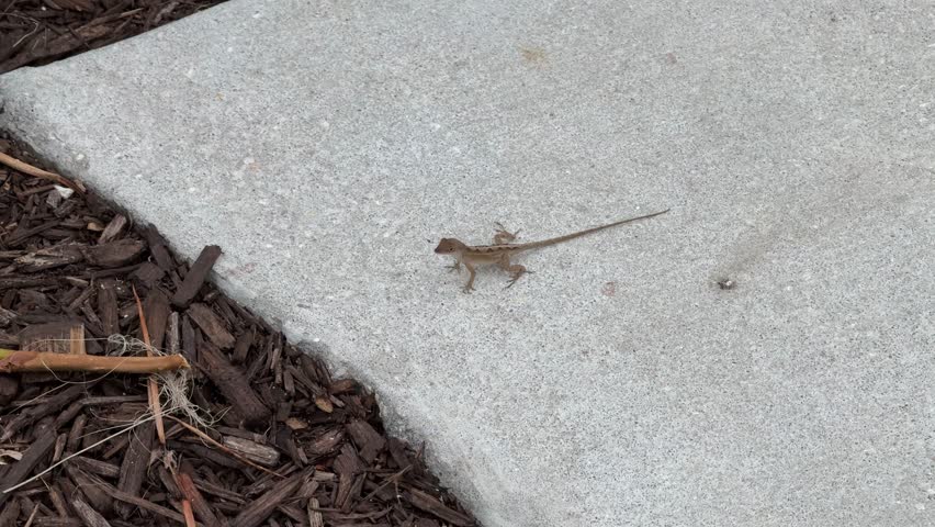 A Florida lizard near Miami Beach, Florida, USA.