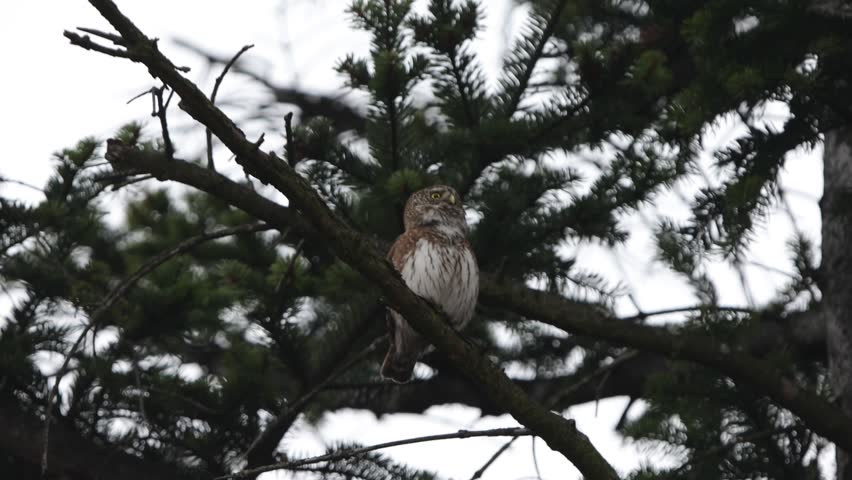 Male eurasian pygmy owl (Glaucidium passerinum) calling while perching on a tree