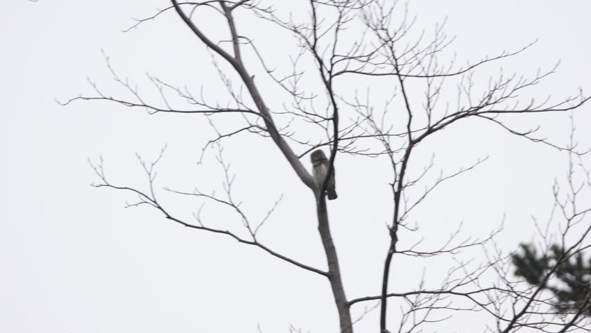 Male eurasian pygmy owl (Glaucidium passerinum) calling while perching on a tree