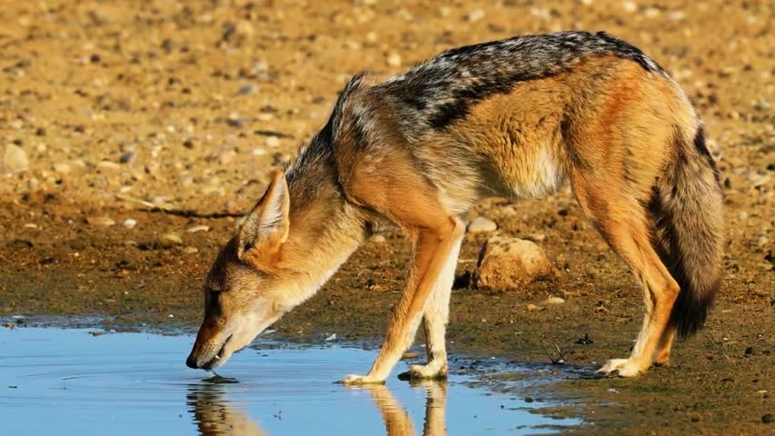 Wild Dog Drinking Water at Riverbank