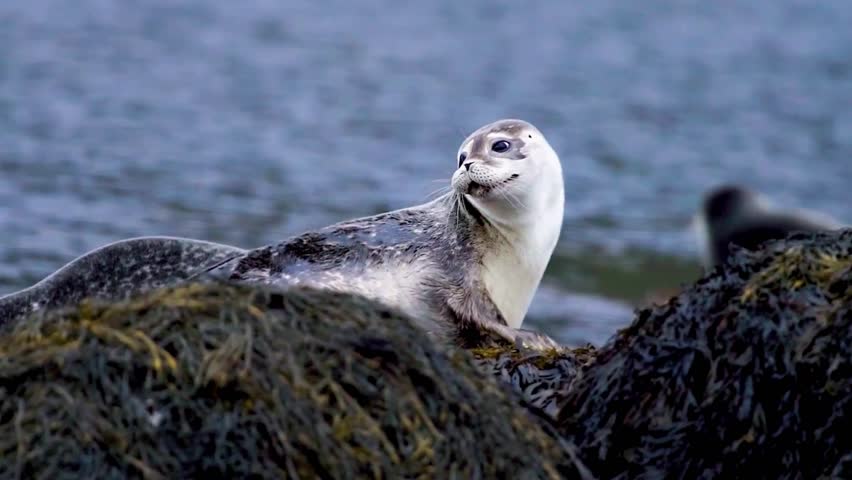 Seal Resting Peacefully on Coastal Rock
