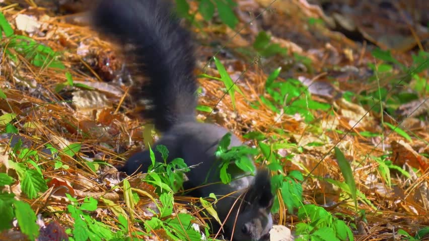 Black Squirrel Searching on Leafy Forest Floor