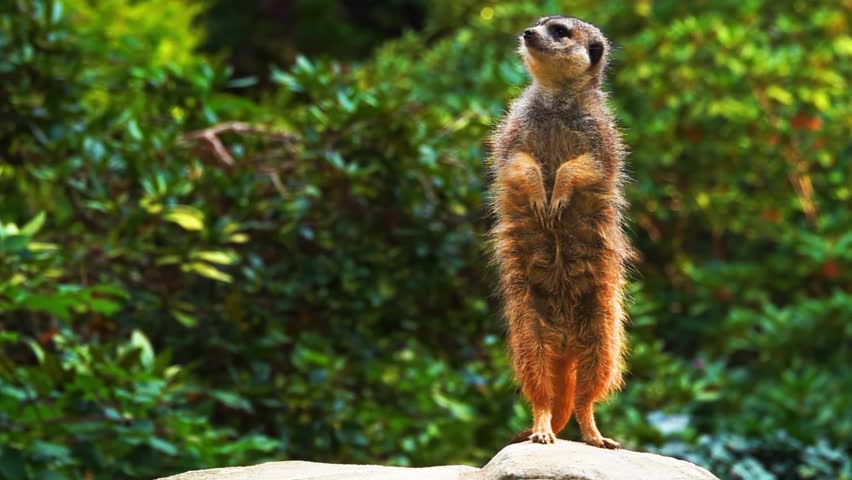 Meerkat Standing Upright in Sunlit Habitat