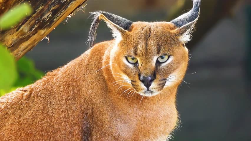 Caracal Staring Intently in Natural Habitat