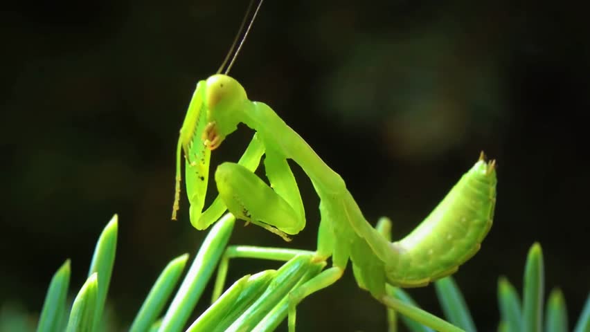 Green Praying Mantis Resting on Leaf