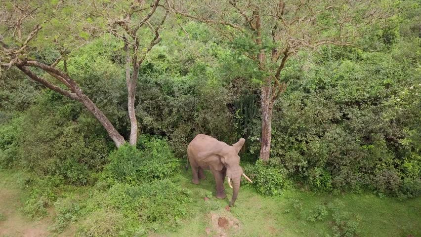 African bush elephant (Loxodonta africana) stands at the edge of dense green thicket and woodland in Murchison Falls National Park, Uganda, showing calm alert behavior, static shot.
