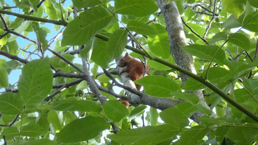 Red squirrel sitting and resting on a walnut tree branch surrounded by large green leaves, static, wide shot, clear blue sky background. Harmony and Preservation