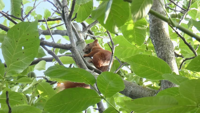 Red squirrel sitting still on a sunlit tree branch surrounded by green leaves, static, medium shot, vibrant natural atmosphere. Serenity and Mindfulness