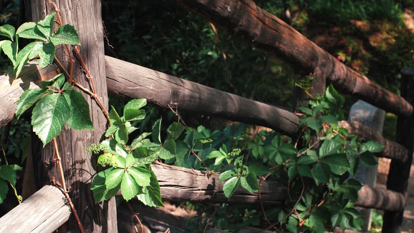 Real Shot of Vintage Ancient Wooden Bridge Covered with Ivy