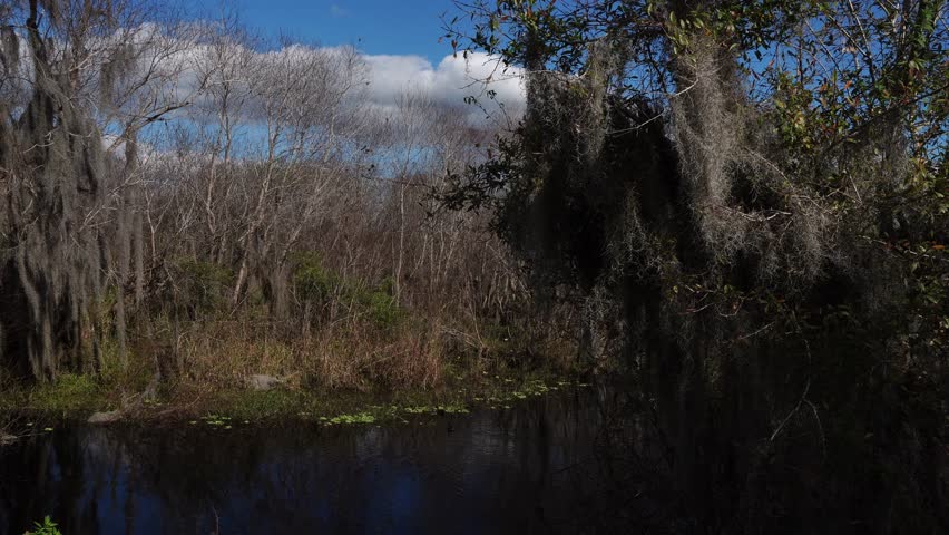 Leafless trees along with a species with unique foliage, set by a body of water under a blue sky with a large white cloud.