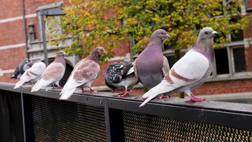 Group of pigeons sitting and flying around a metal rail in an urban setting. Everyday city wildlife activity captured in natural daylight.