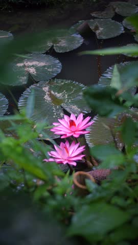 Red Lotos in a pond with water lilies, a tropical lake with a blooming lotus. 