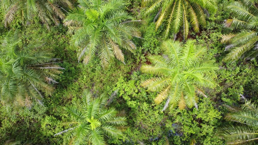 Low flying drone view of oil palm plantation on waterlogged land