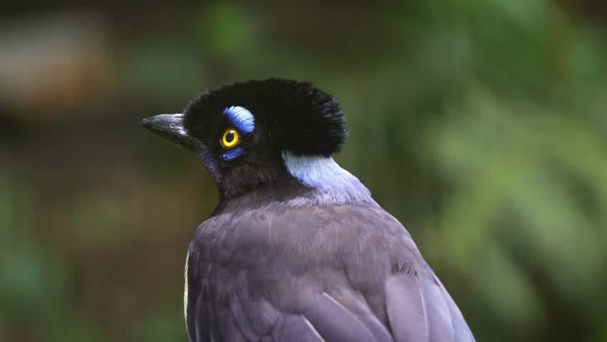 A Plush-crested Jay (cyanocorax chrysops) curiously looking around the surroundings, close up shot.