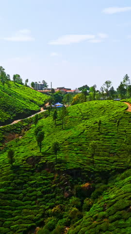 Vertical drone shot rising over al tea farm in the Munnar highlands, sunny India