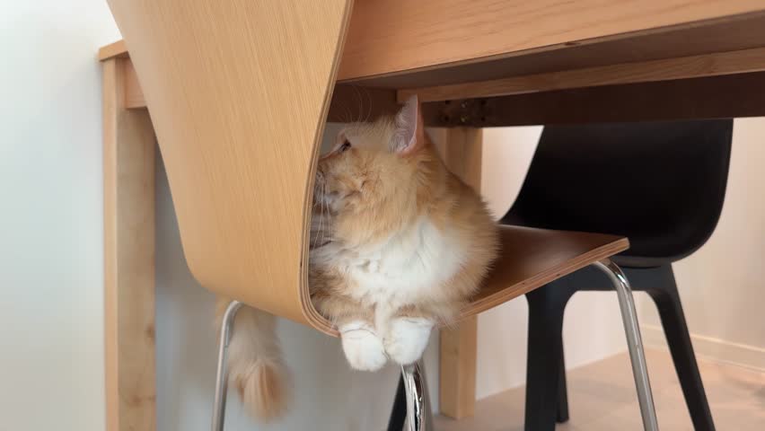 Adorable cat with orange and white fur sit on a chair. Cozy, cute animal indoors relax