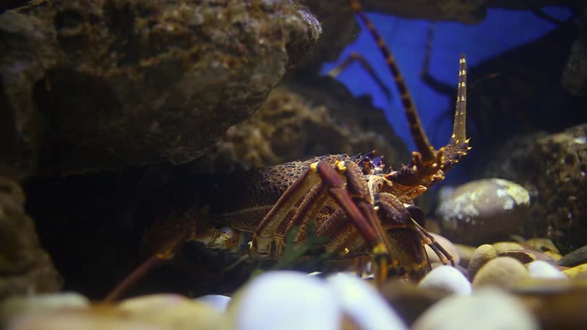 Low angle view of spiny lobster hiding under rocky reef, close-up