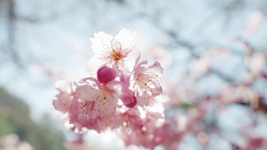 Beautiful cherry blossoms in spring season, Wuling Farm, Taiwan.