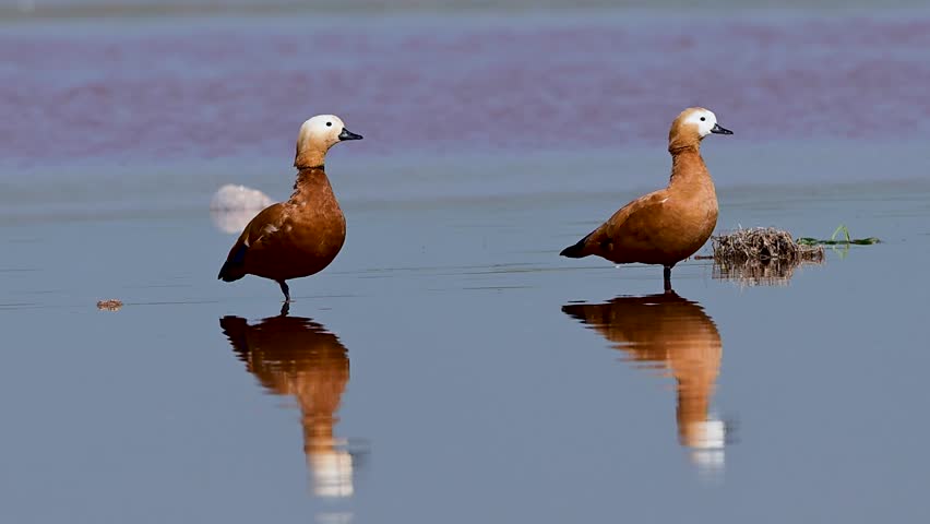 Ruddy shelducks float in calm river showing mirrored reflection balanced posture and peaceful waterfowl presence