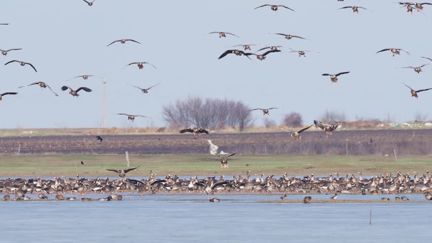 Large flock of greater white-fronted geese (Anser albifrons) landing on flooded meadow to feed