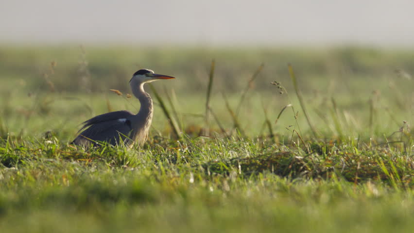 Grey Heron shakes out feathers and walks forward to hunt in meadow, profile