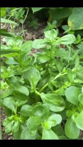 Portulaca oleracea, purslane, plant, salad, green, herb, wild, edible,