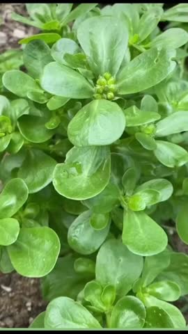 Portulaca oleracea, purslane, plant, salad, green, herb, wild, edible,