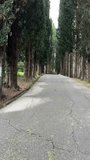 Empty asphalt road lined with tall cypress trees in a park setting outdoors. Pathway, nature, travel, outdoors - Powered by Shutterstock - Get 15% off with code: PIKWIZARD15