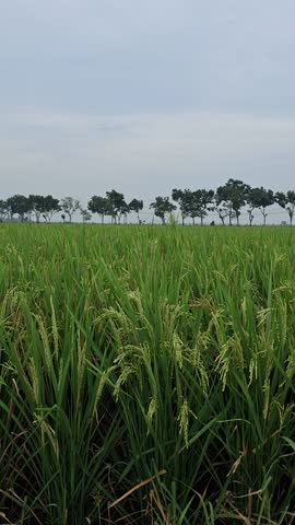 Close up shot shows green rice ears starting to turn yellow in a vast paddy field under a cloudy sky in an Indonesian village during the day.