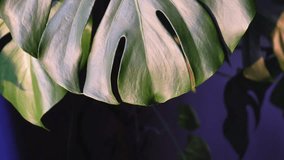 Green leaves of Monstera in the sunset. Variegated Monstera leaves in the shade. Tropical leaf of green monstera on the background of the wall. The concept of the nature of domestic plants. Flowers. - Powered by Shutterstock - Get 15% off with code: PIKWIZARD15