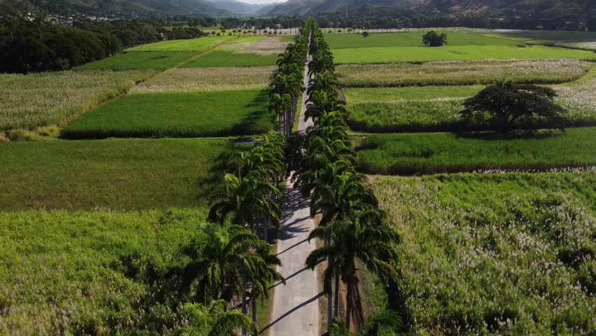 Aerial shot taken with a drone of a long road lined with palm trees, inside a farm with many wheat fields, located in the state of Aragua, Venezuela