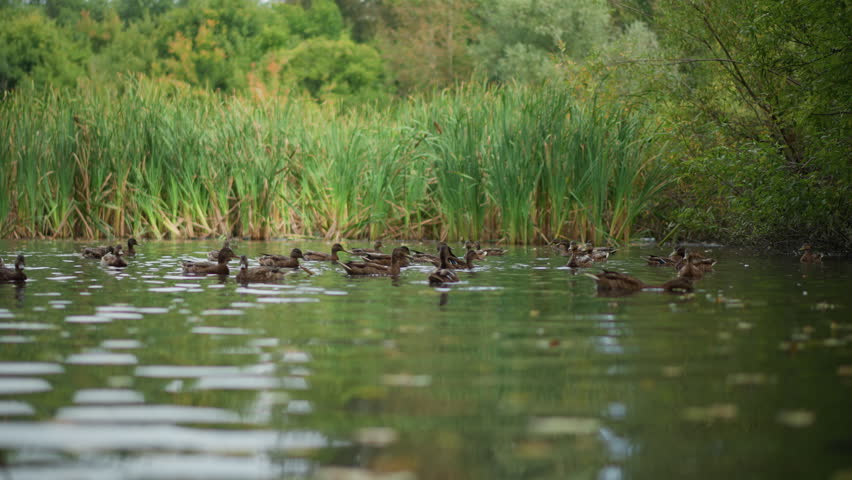 Ducks Near Water, Feathered Creatures Gathered Beside Tranquil Marshland, Peaceful Scene Showcasing Ducks Resting Near Shimmering Water Surrounded By Healthy Green Plants And Gentle Waves