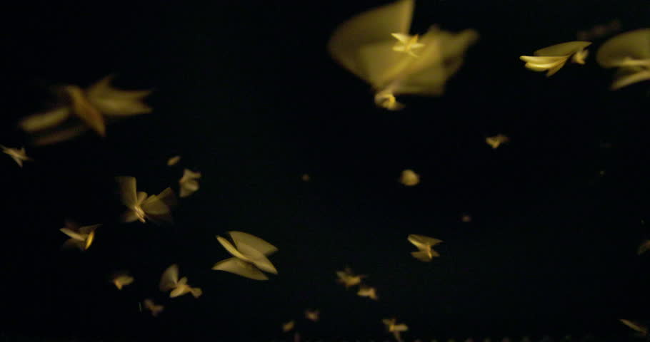 Winged termites emerge and take flight at night, signalling the monsoon rains in the wild.