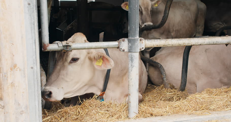 Farm stage of the food supply chain with dairy cows in barn. Milk supply and agricultural production process