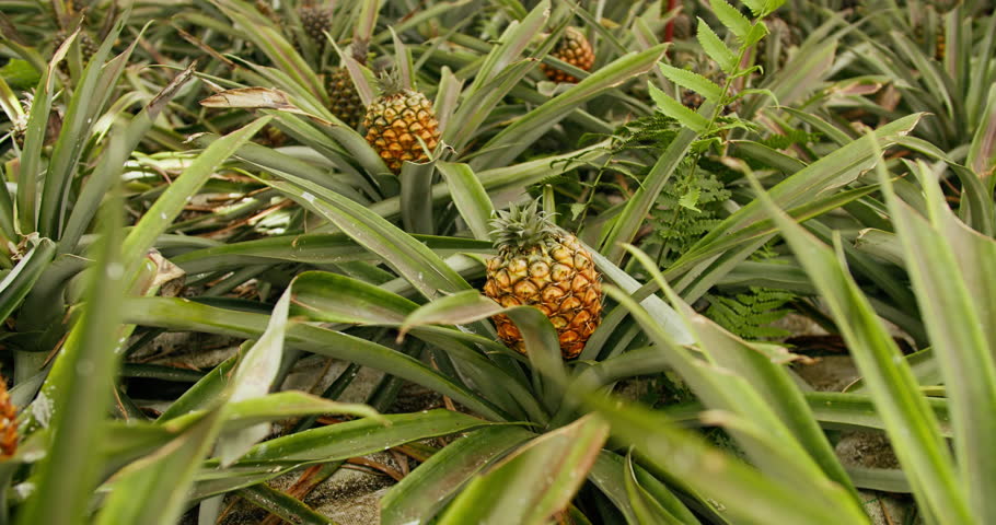 Pineapple fruit surrounded by dense green leaves inside an island greenhouse. Sustainable farming practices and small-scale agricultural production