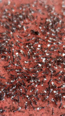 Black ants carry their eggs together as part of colony survival, showing teamwork and natural insect behavior in a close-up view.