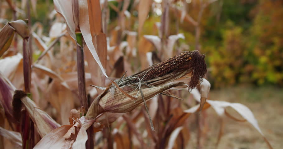 Failed crop of maize with undeveloped corn cob on dry plant. Agricultural loss and farming risk concept