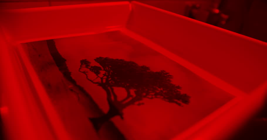 Fixing photographic print in darkroom tray under safelight. Final stage of analog photo printing process