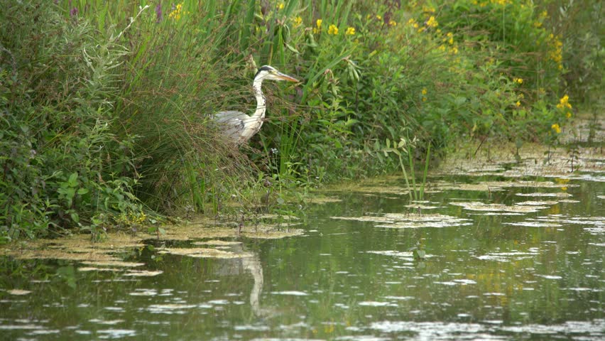 Grey Heron Stalking Prey on the side of a Pond, Suffolk, UK